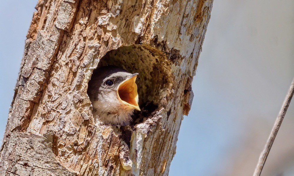 Tree Swallow by Becky Matsubara is licensed under CC BY 2.0.